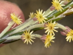 Cape silverleaf (Struthiola)