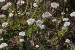Metalasia pulchella