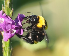 Bombus transversalis
