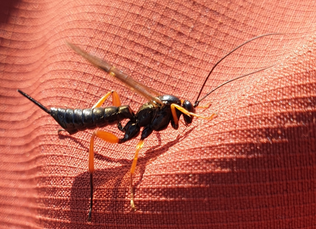 Black Slip Wasp from Fehmarn, 23769 Fehmarn, Deutschland on October 29