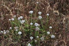 Metalasia pulchella