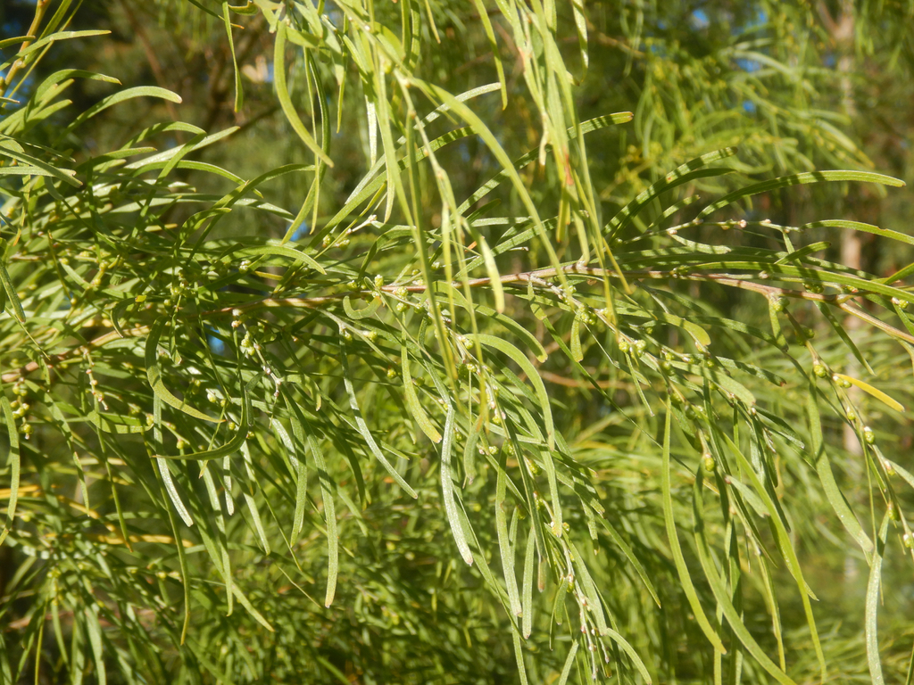 Acacia cognata; photograph (c) Bryce Watts-Parker, some rights reserved (CC BY)