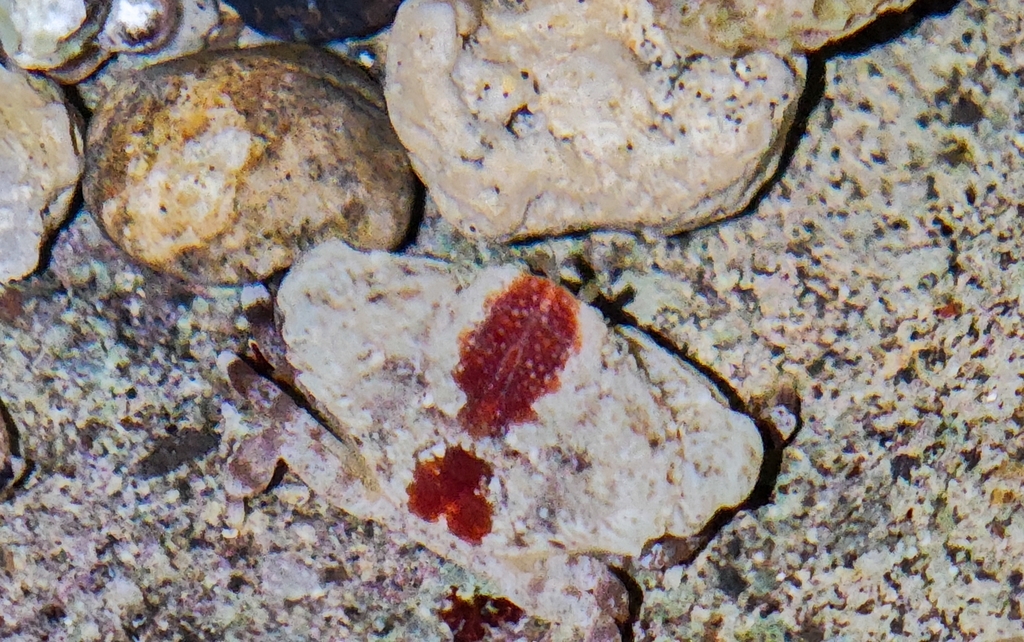 Macromedaeus nudipes