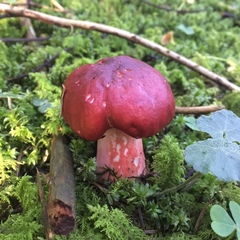 Fungi