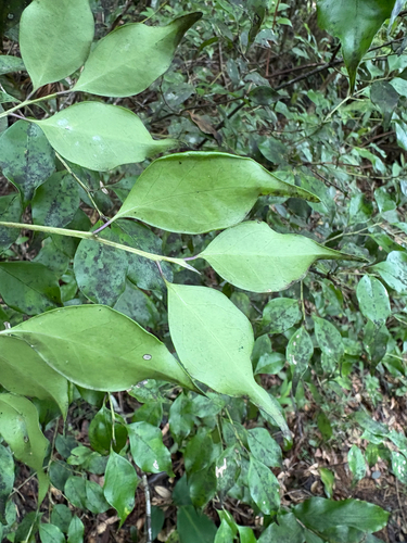 Symplocos shilanensis observed 2025-08-15