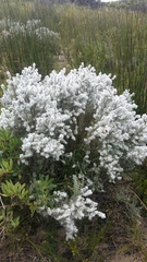 Eriocephalus racemosus racemosus