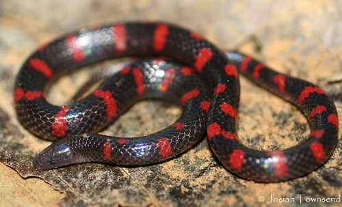 Photo of a Cerro Texiguat Earth Snake (Geophis damiani)