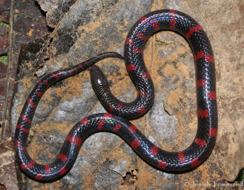 Honduran Red-banded Earth Snake