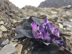 Corydalis benecincta
