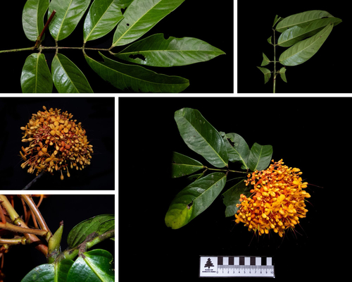 Saraca declinata observed 2025-08-14