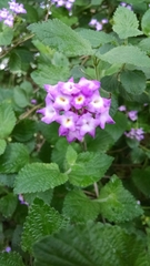 Lantana megapotamica