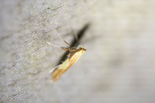 Caloptilia packardella