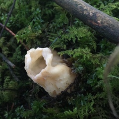 Fungi