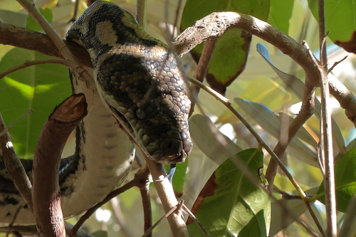 Coastal Carpet Python sighting