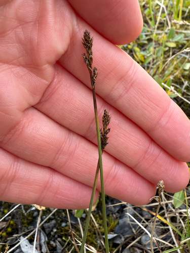 Carex lachenalii, photograph 6
