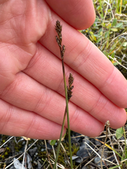 Carex lachenalii, photograph (c) Ingvild Riska, some rights reserved (CC BY)