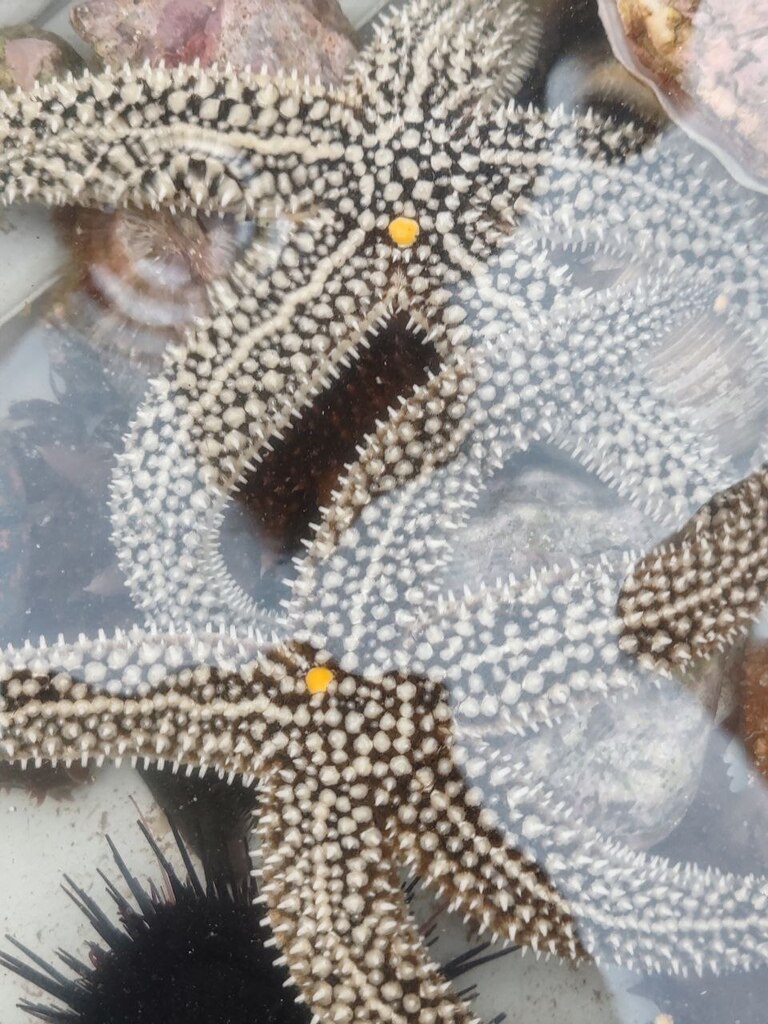 Distolasterias nipon