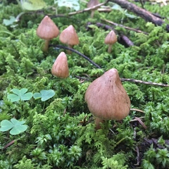 Fungi