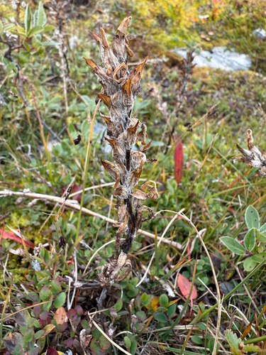 Hairy Lousewort (Pedicularis hirsuta)