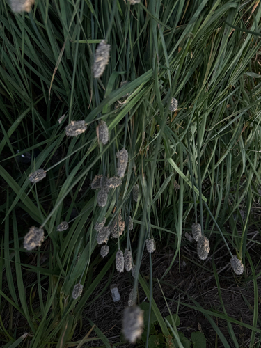 Alpine meadow-foxtail (Alopecurus magellanicus)