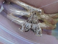 Usingeriessa onyxalis