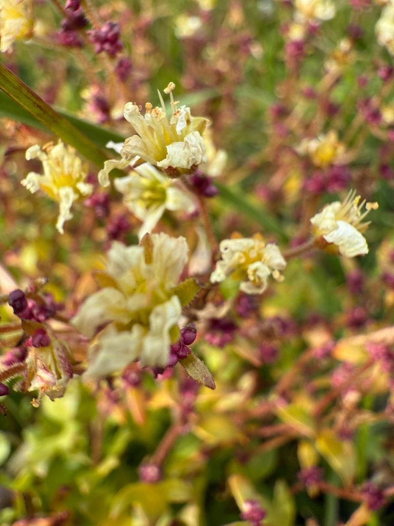 Nodding saxifrage (Saxifraga cernua)