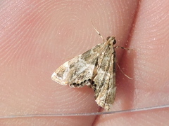 Usingeriessa onyxalis