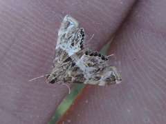 Usingeriessa onyxalis