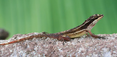 Anolis yoroensis
