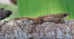 Anolis mccraniei