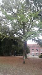 Ginkgo biloba