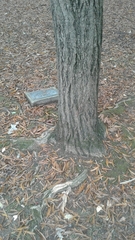 Ginkgo biloba