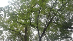 Ginkgo biloba
