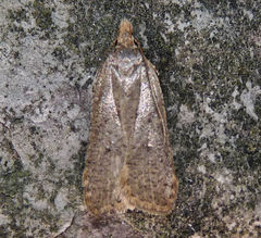 Dichomeris punctipennella