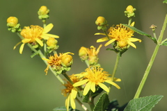 Verbesina sphaerocephala