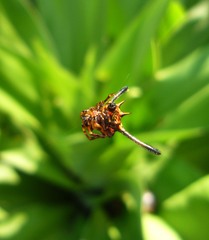 Gasteracantha remifera