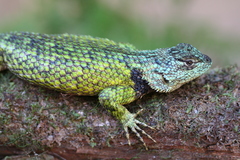 Sceloporus hondurensis