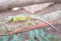 Sceloporus hondurensis
