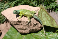 Sceloporus hondurensis