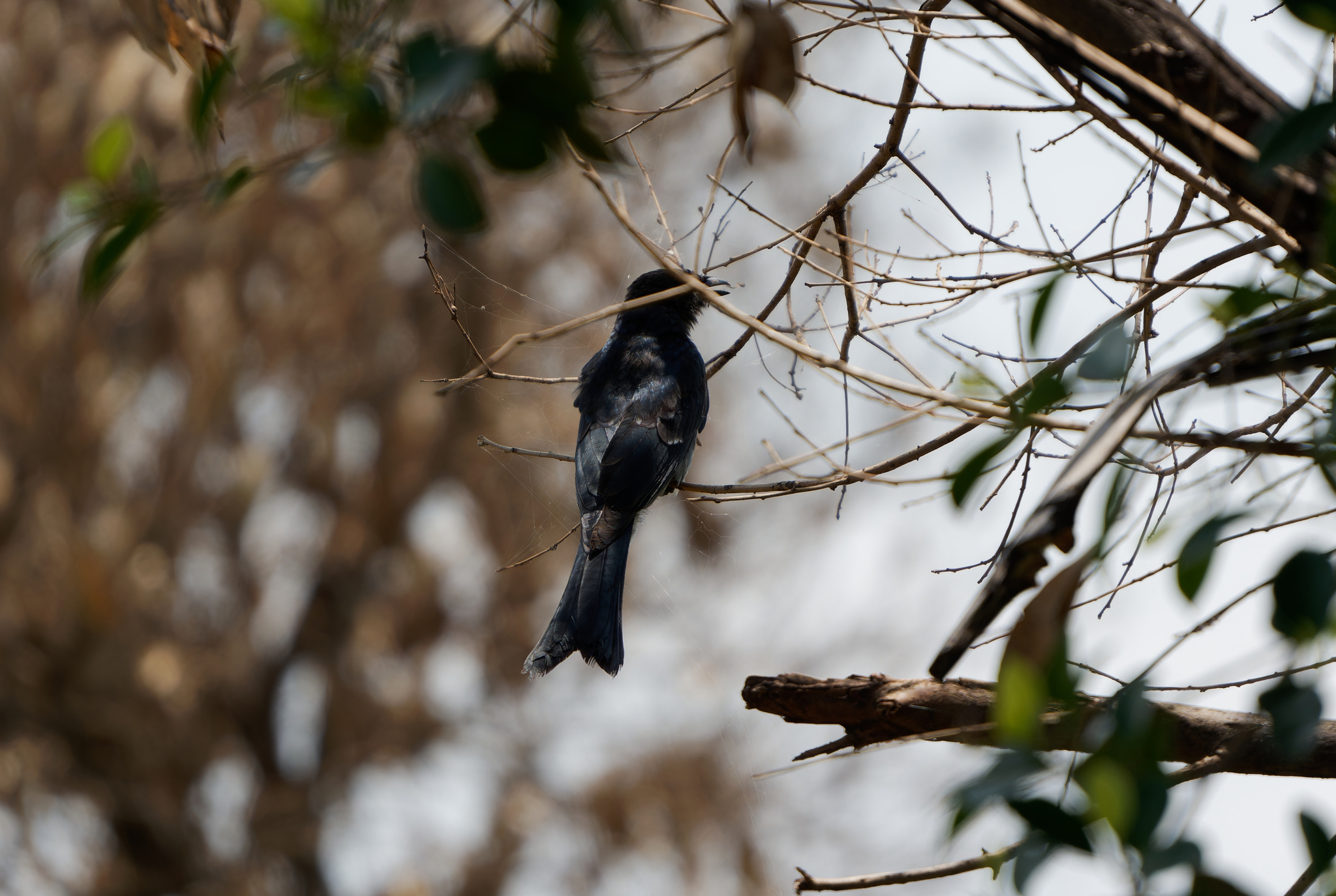 Black Drongo