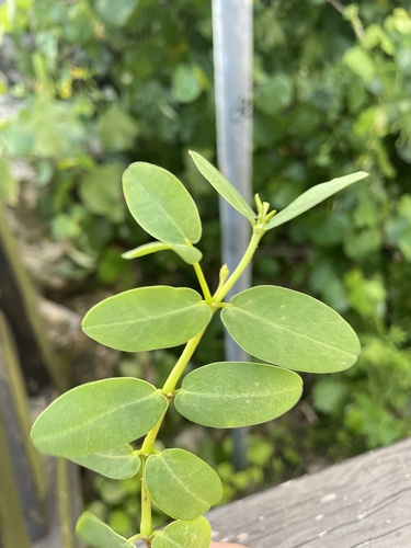 Euphorbia atoto iNat (3)