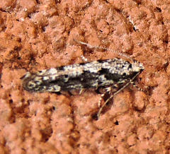 Coleotechnites florae