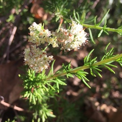 Eriogonum fasciculatum