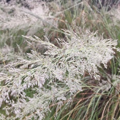 Poaceae