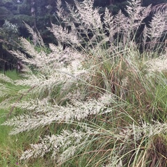 Poaceae