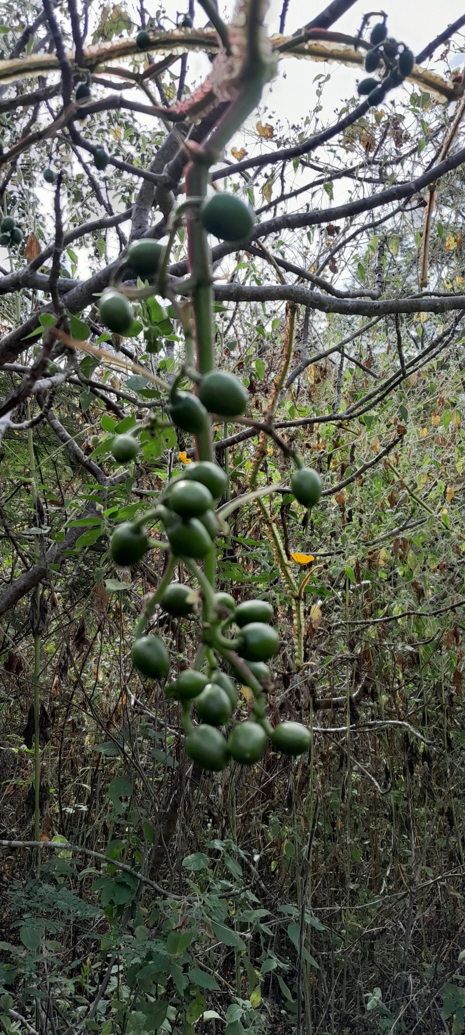 Cissus sulcicaulis