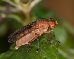 Suillia quinquepunctata