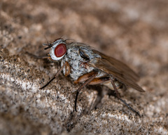 Eustalomyia vittipes