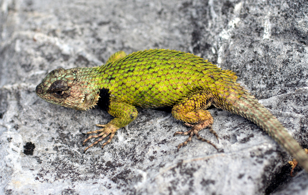 Honduran Emerald Spiny Lizard