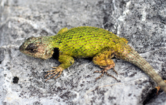 Sceloporus hondurensis